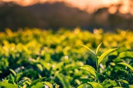 The tender tea leaves of Samse Tea Estate