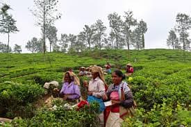 Tea Plucking at Samse Tea Estate