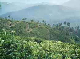 Tea Estate Landscape