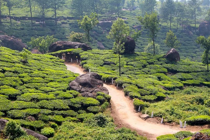 A trail through Samse Tea Estate