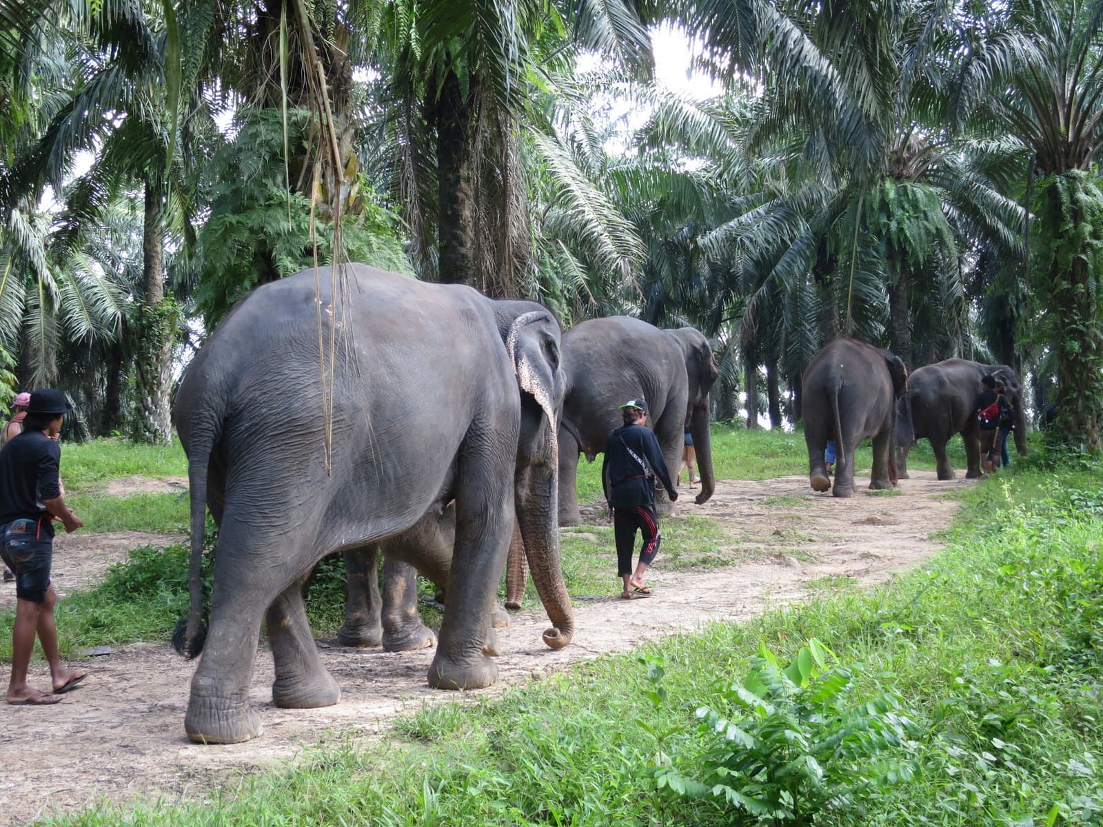 Elephants moving in groups