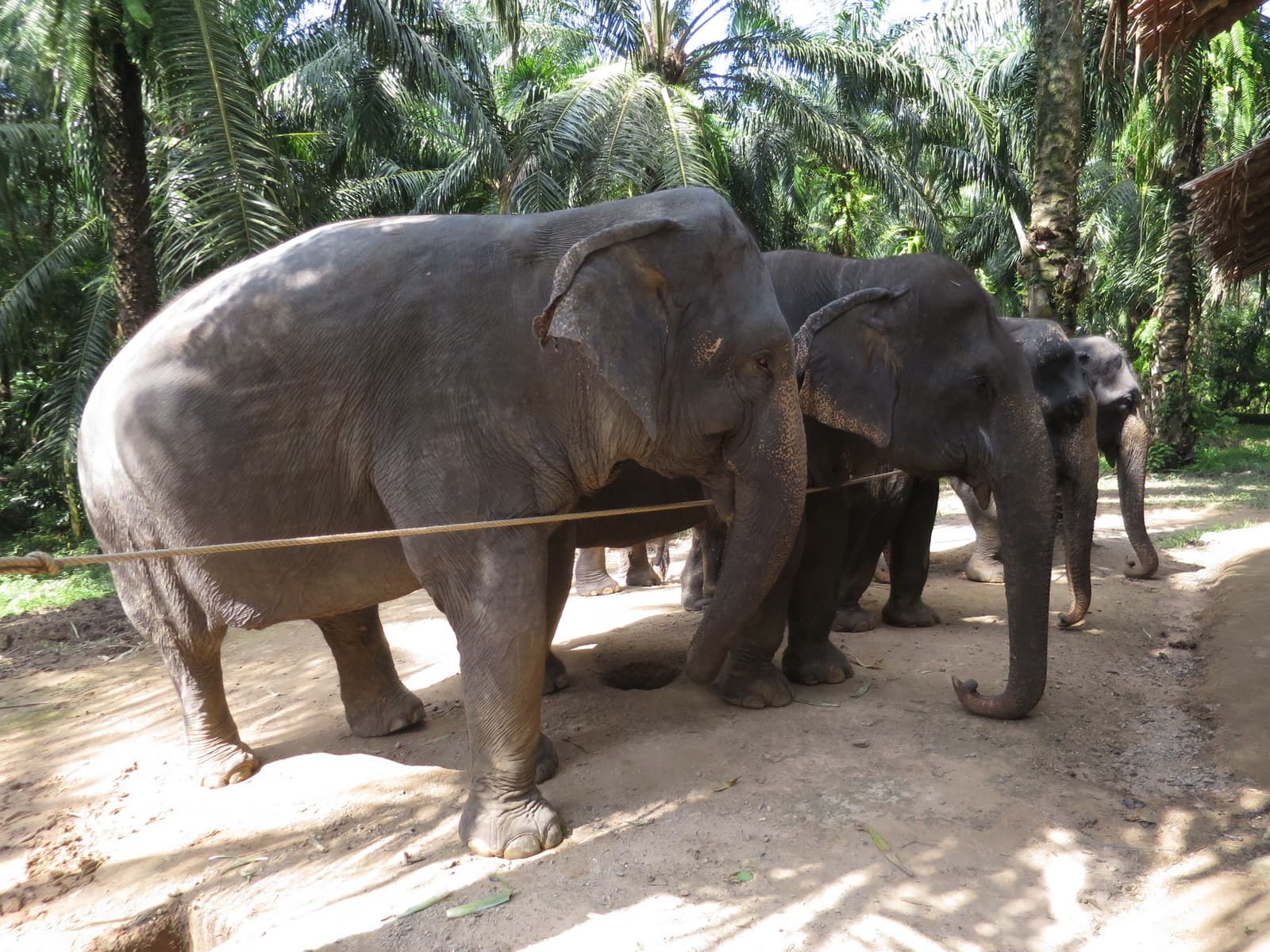 Elephants at the Sanctuary