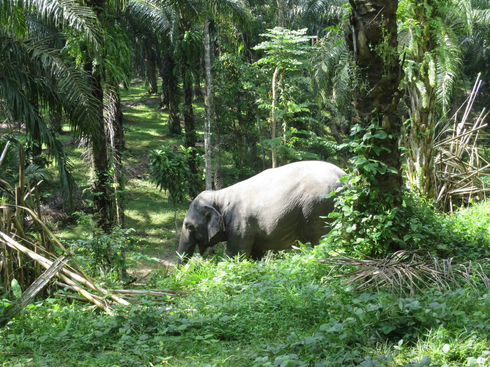 An elephant roaming in the sanctuary