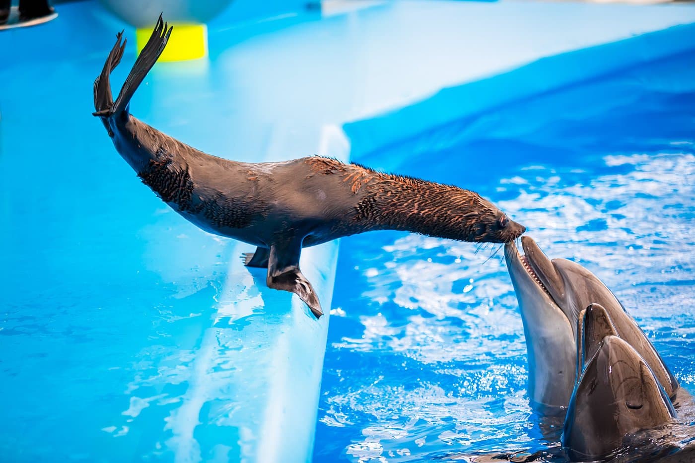 Seals and Dolphins together