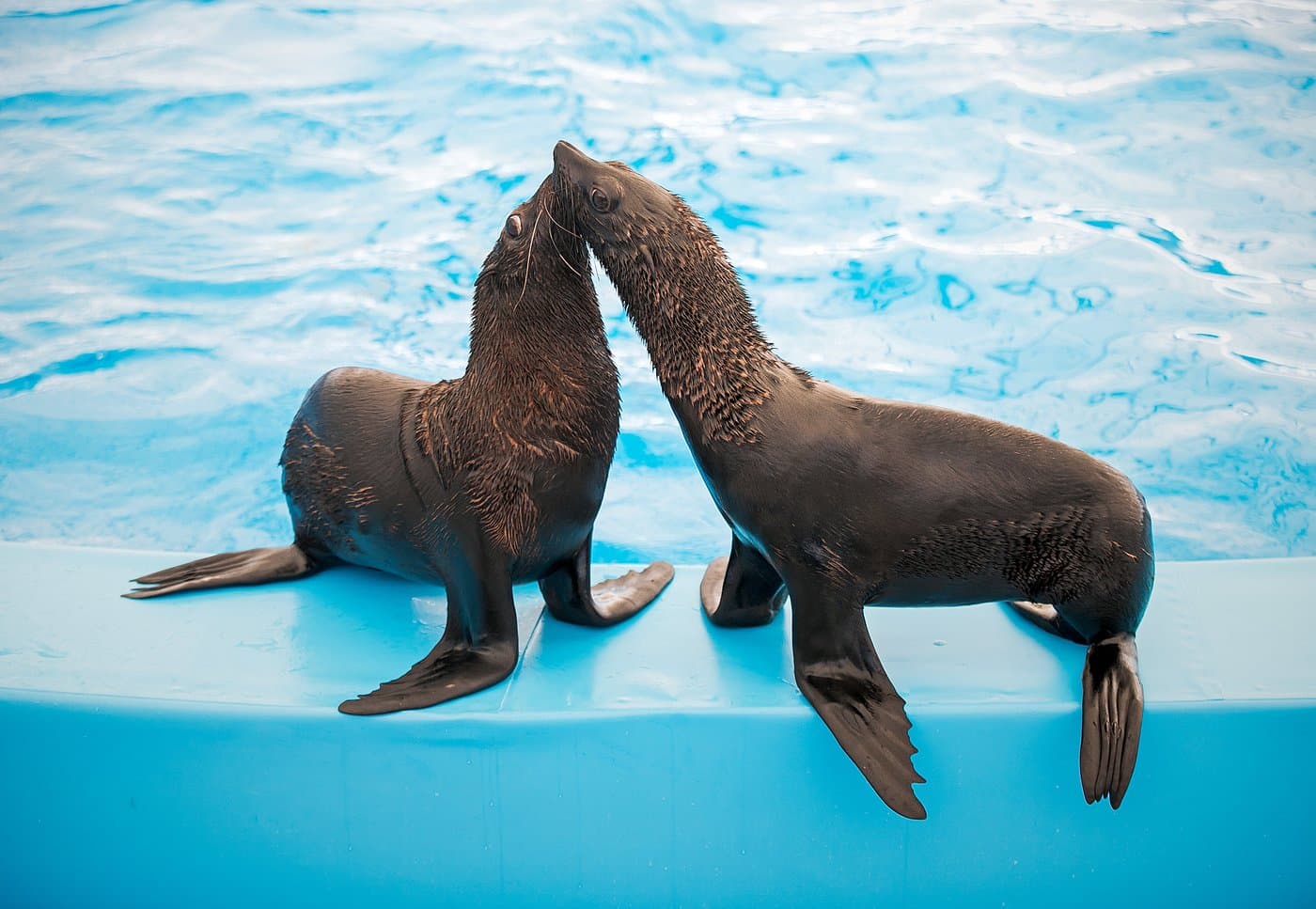 Two seals sitting