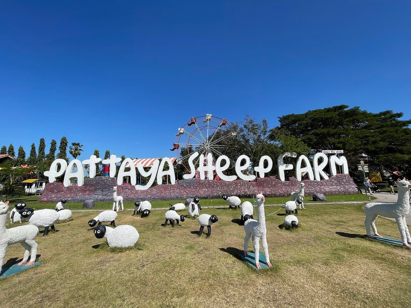 Pattaya sheep farm