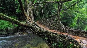 the art of living root bridge