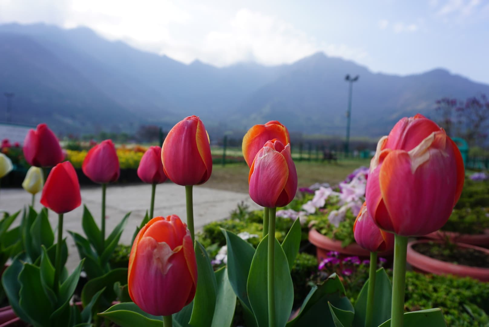Tulip Garden, Kashmir