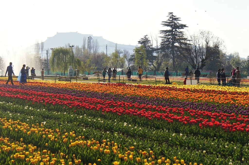 Tulip Garden, Kashmir