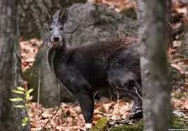 Musk deer