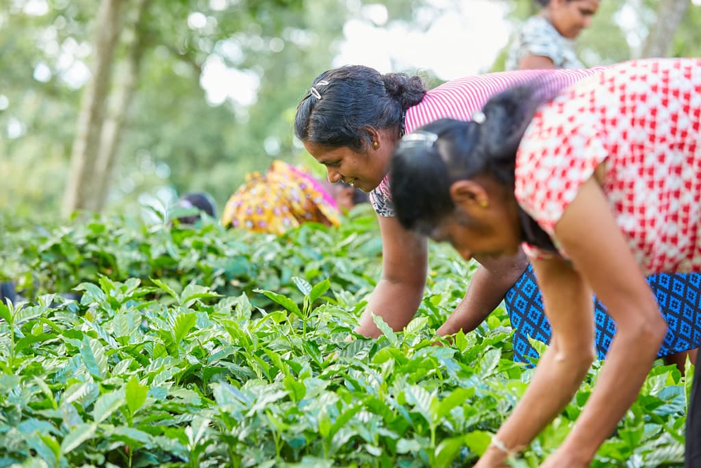 People working at Chikmagalur coffee estates