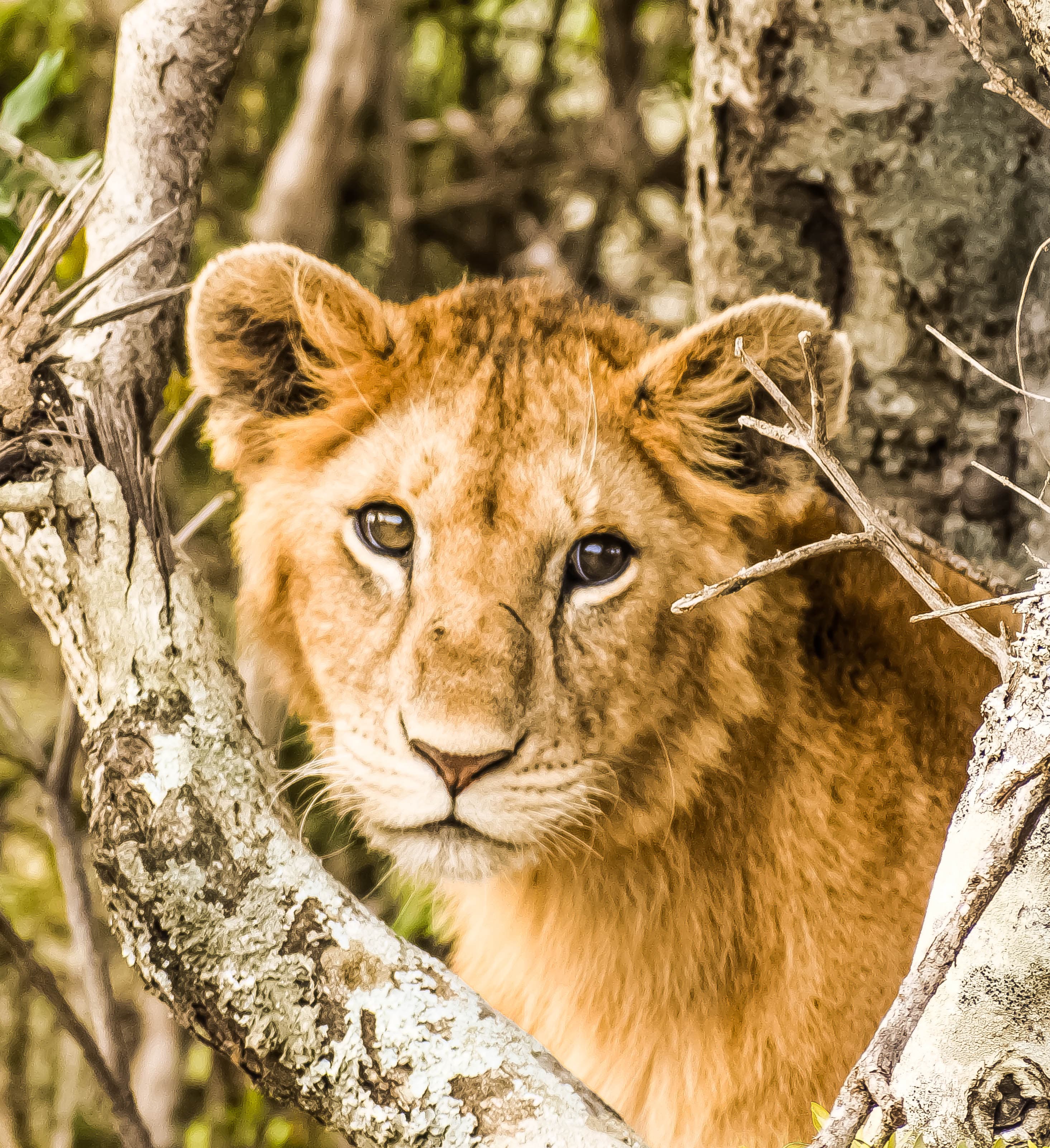 Western ghats wildlife