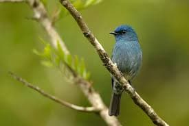 The Nilgiri Flycatcher