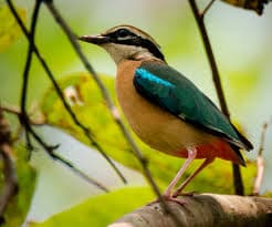 Indian Pitta