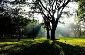 The lush green in Cubbon park