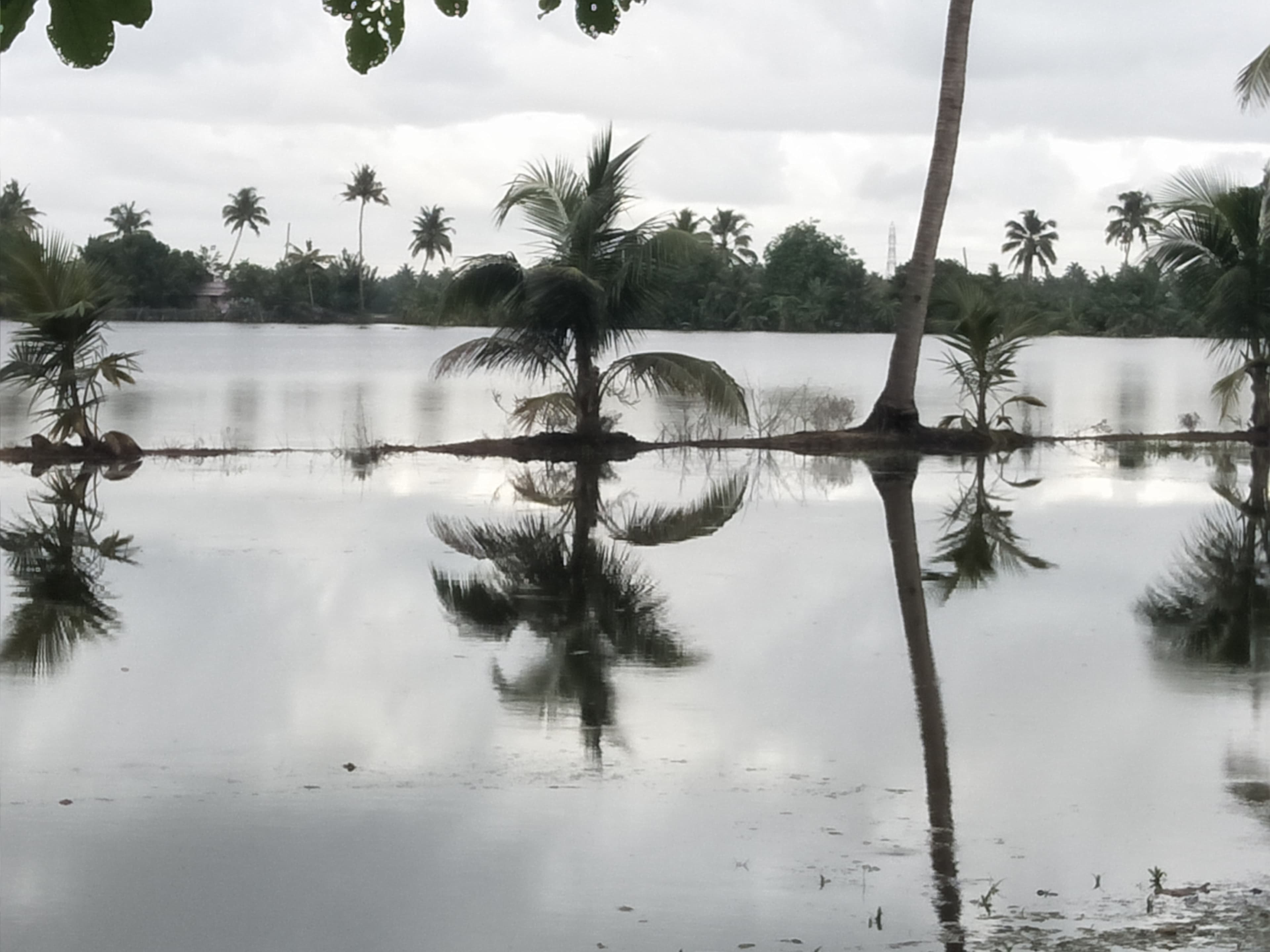 View of  Kuttanad Backwaters