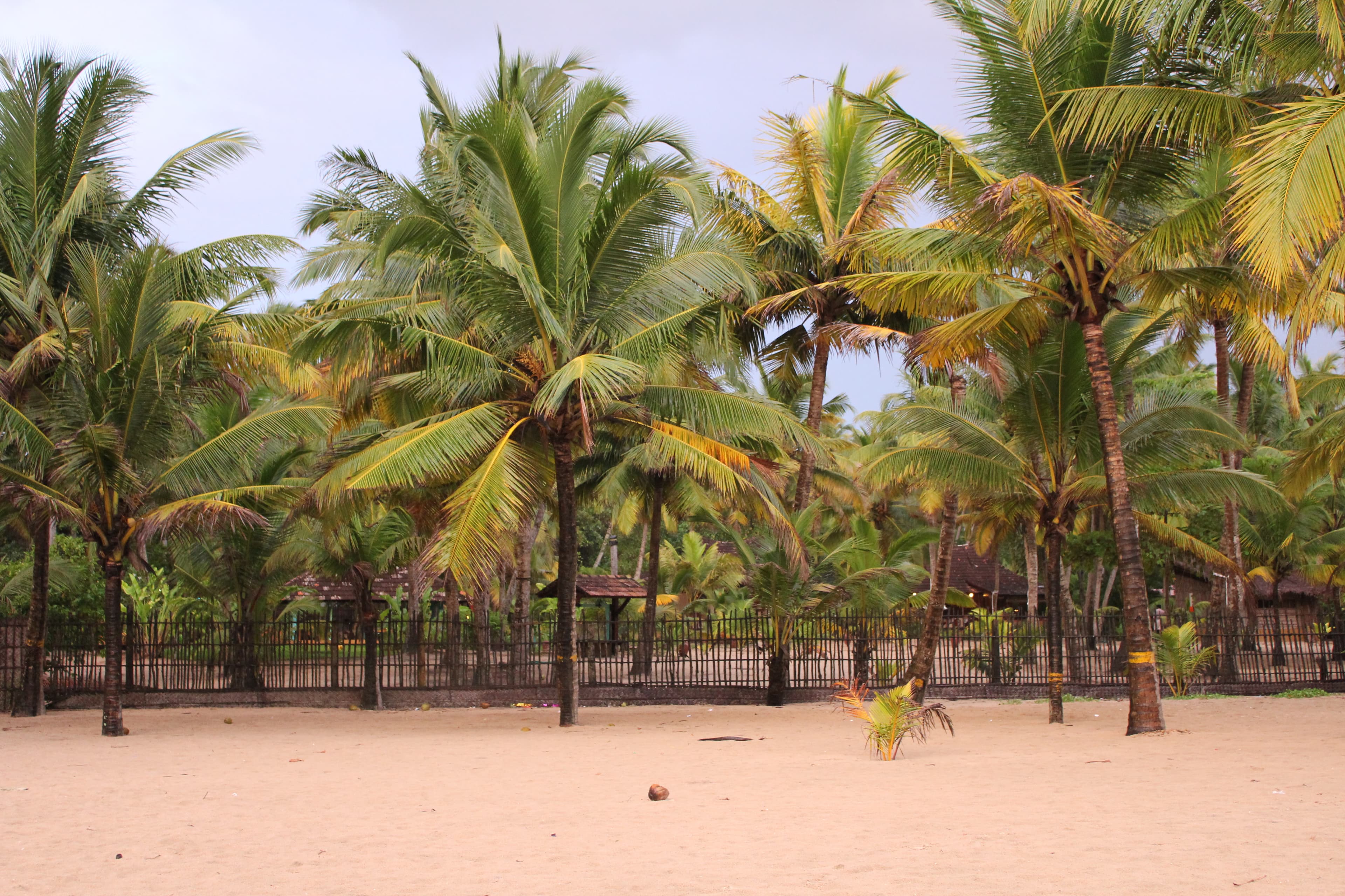 Shoreline of Marari Beach