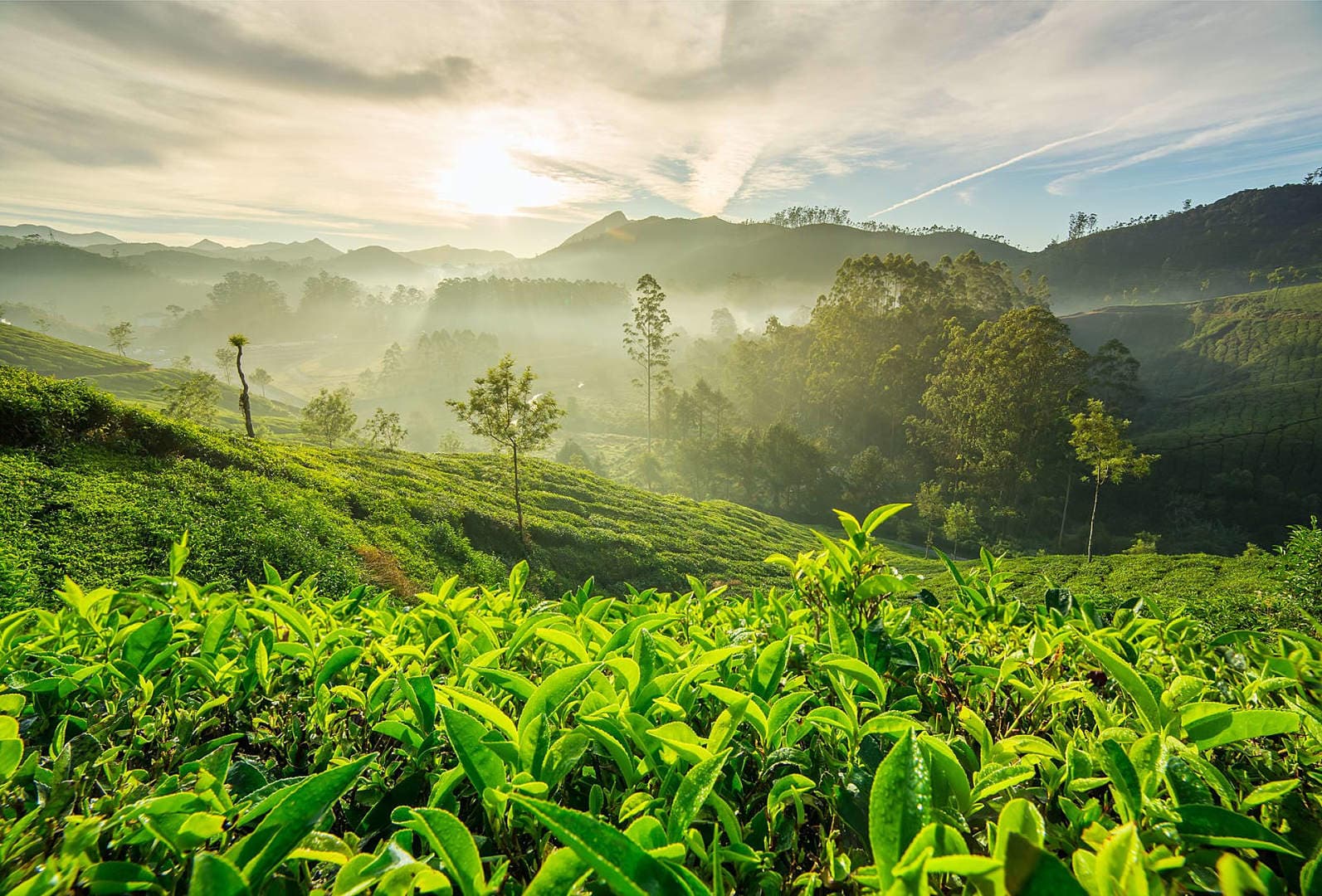 View of Mercara Gold Estate coffee plantations