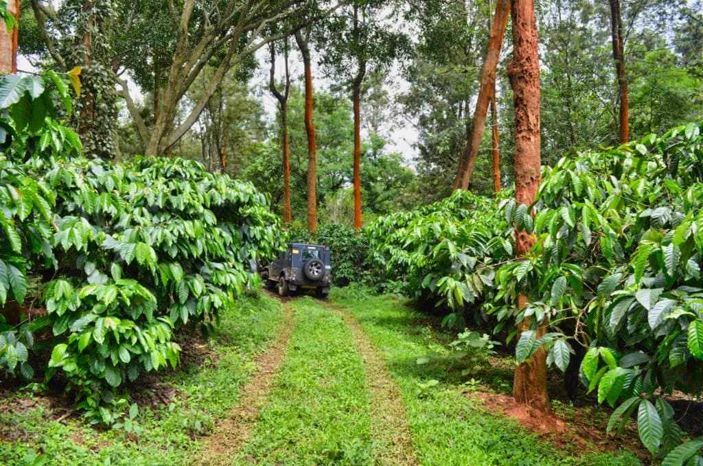 Walking path view of Mercara Gold Estate coffee plantations