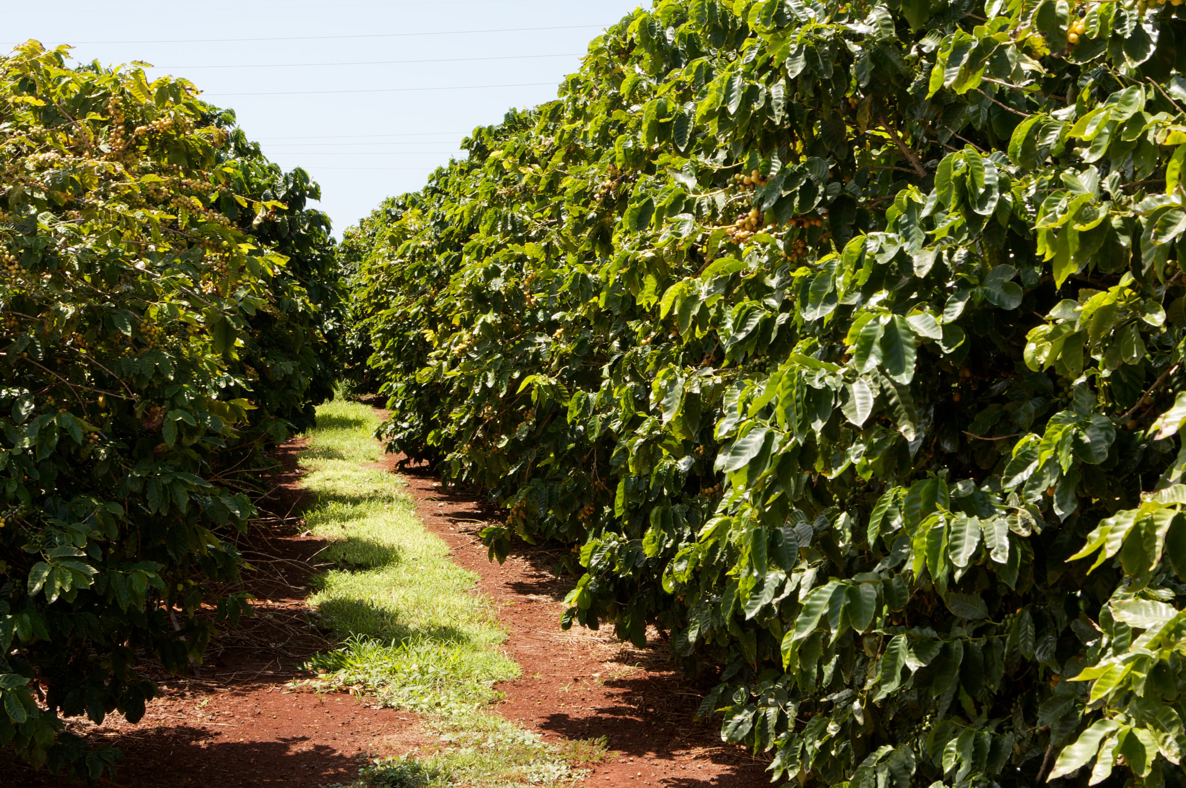 View of Mercara Gold Estate coffee plantations