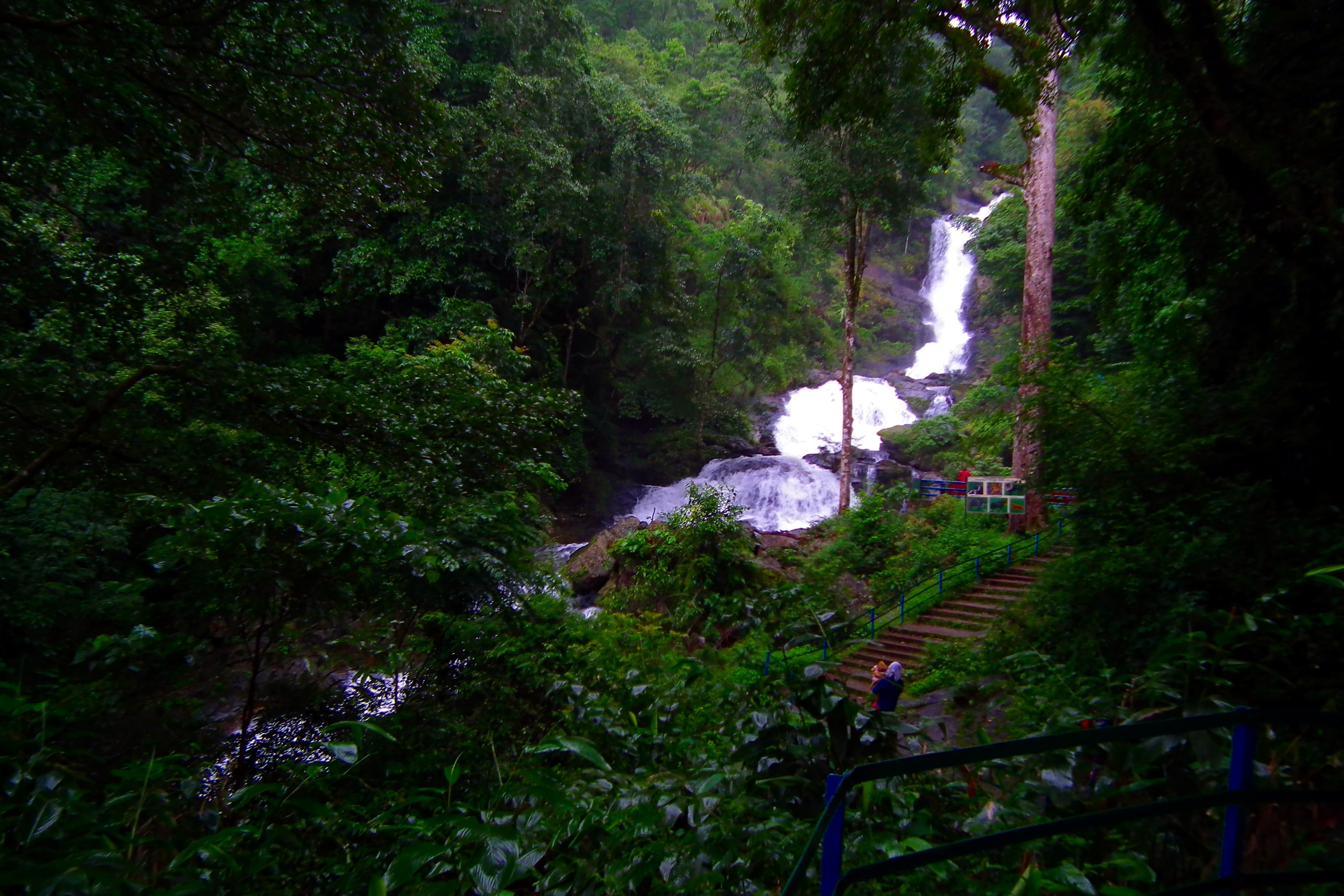 Forest view of Iruppu Falls