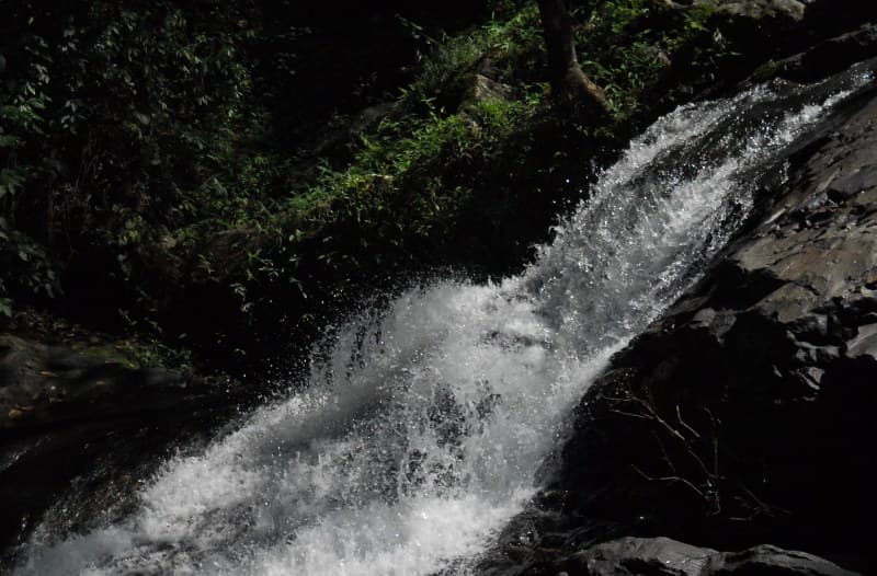 Forest View of Iruppu Falls