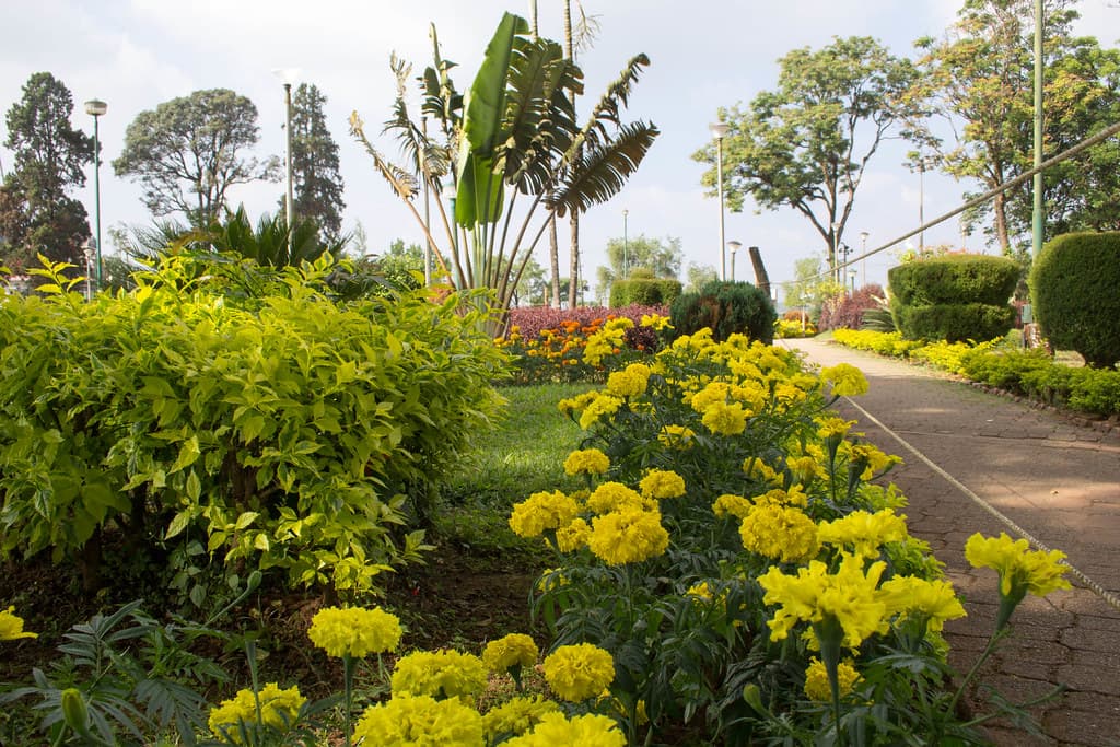 View of plants in Raja's Seat Garden