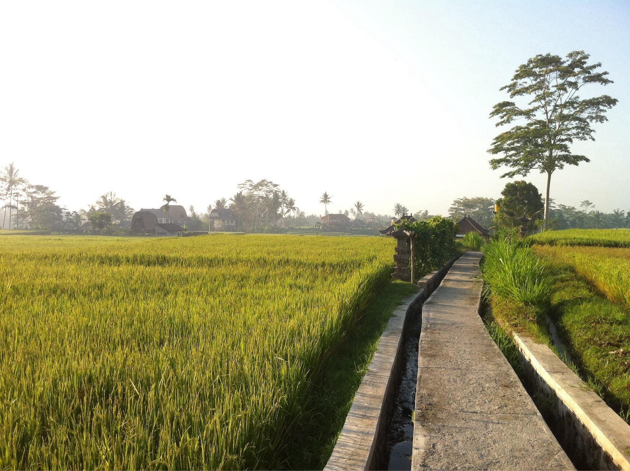 Walking trail at Campuhan Ridge