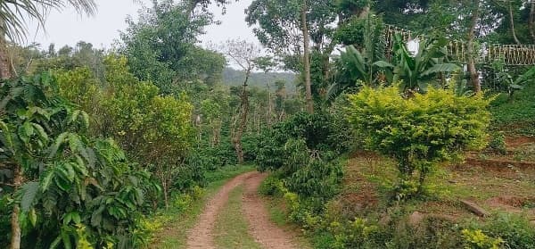 View of road trial in Raxidi Estate 