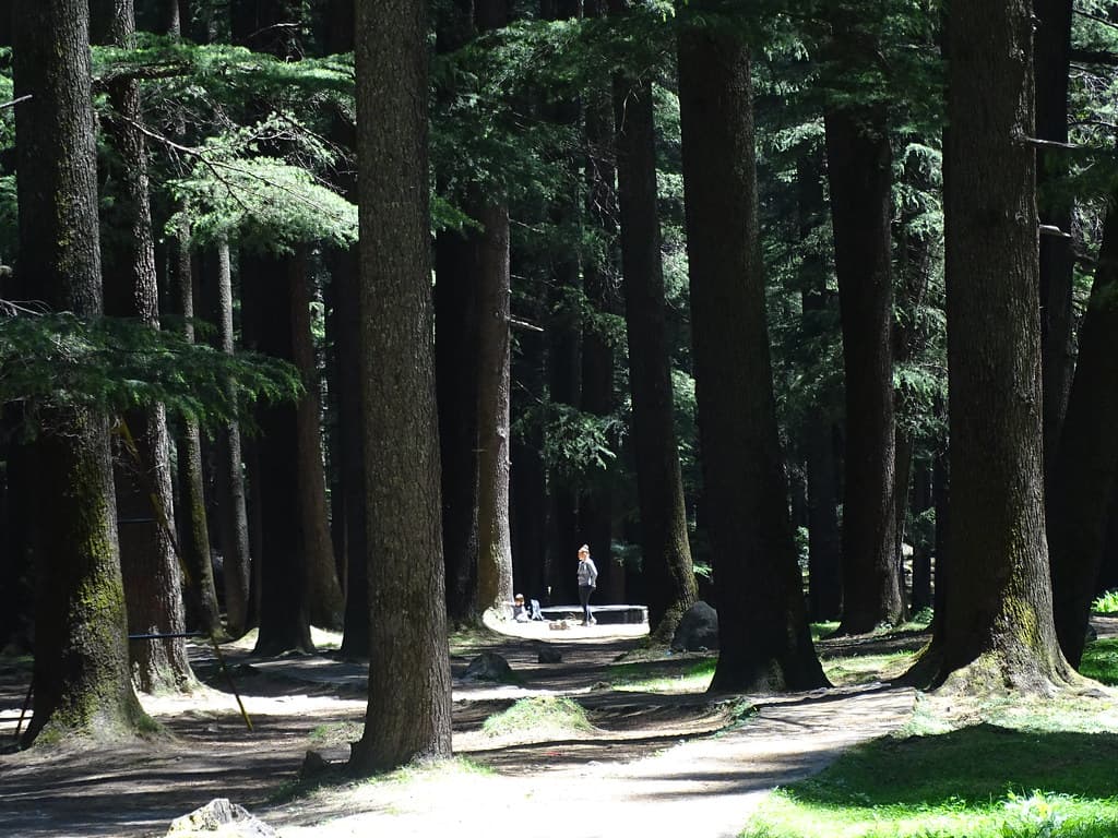 Walking path in Manali Nature Park