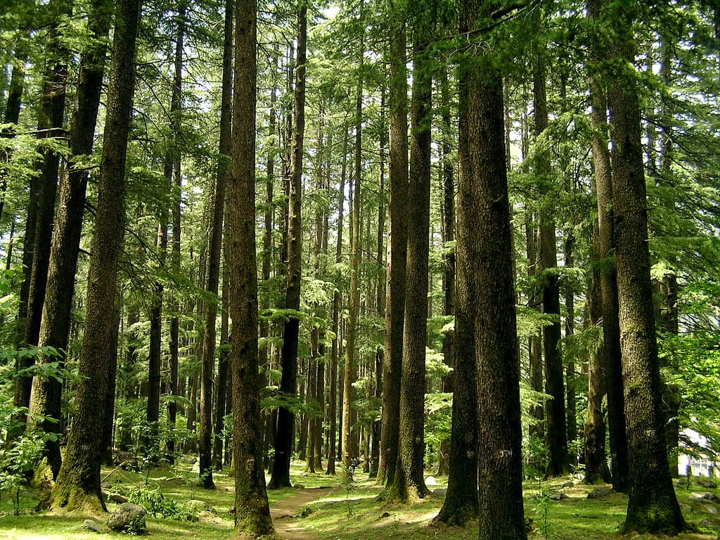 Peaceful landscape of Manali Nature Park