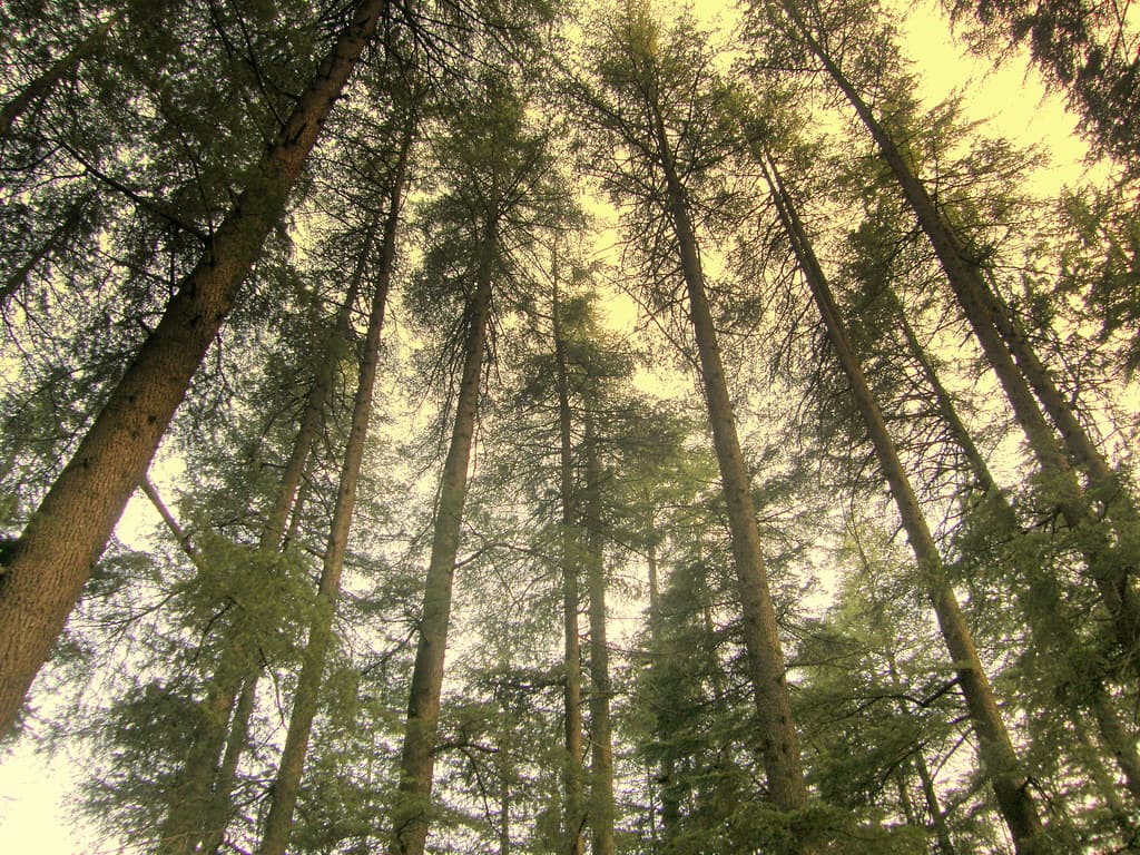 Nature trails in Manali Nature Park