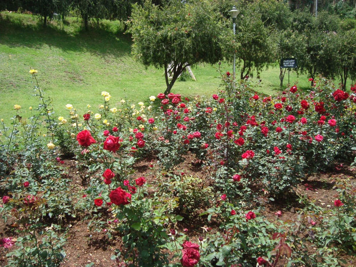 View of rose plants in Rose Garden 