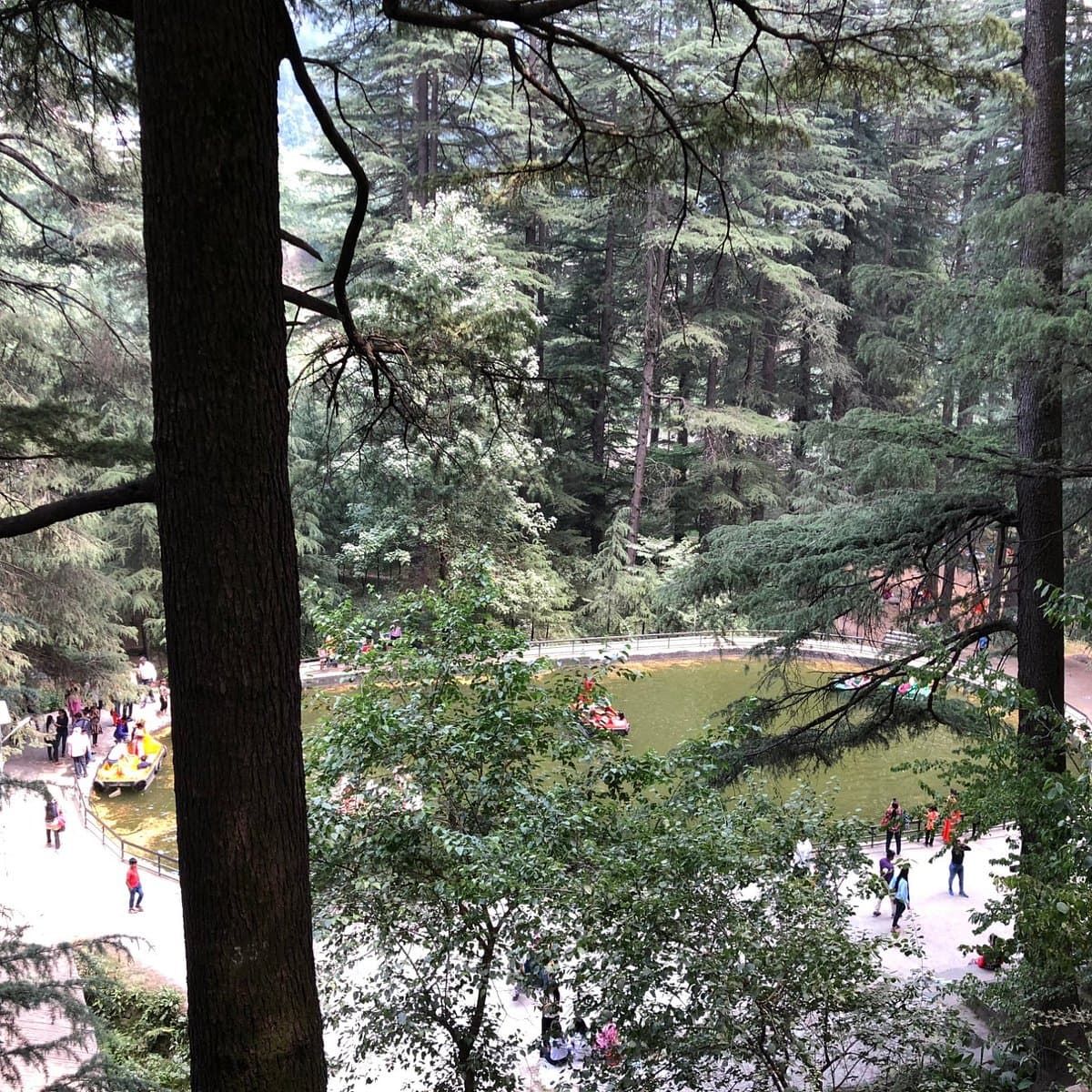 Forest canopy and sunlight filtering through in Manali Sanctuary