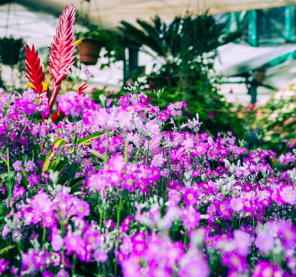 Flower varieties in Botanical Garden 