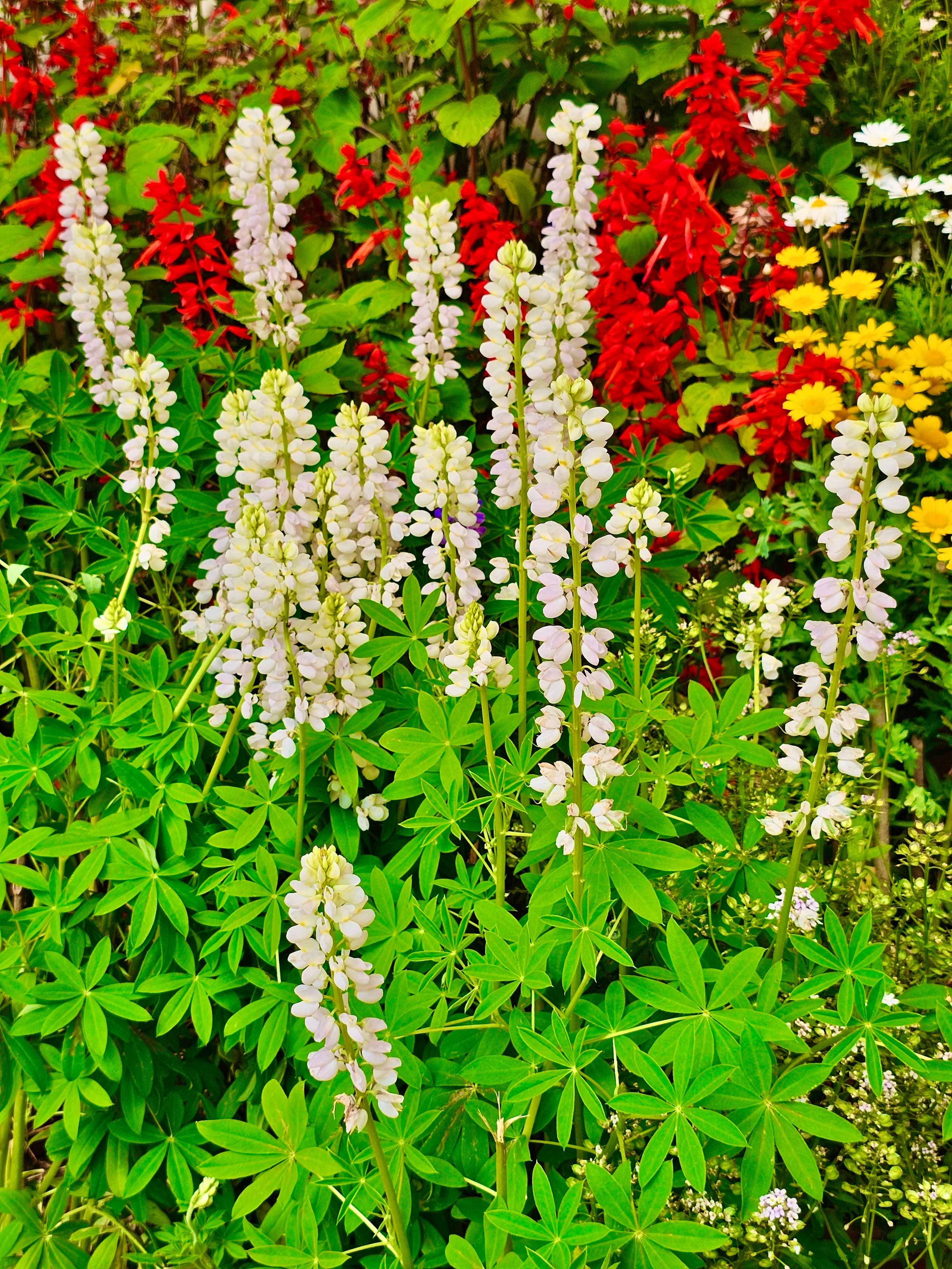 Colorful flower varieties in Botanical Garden