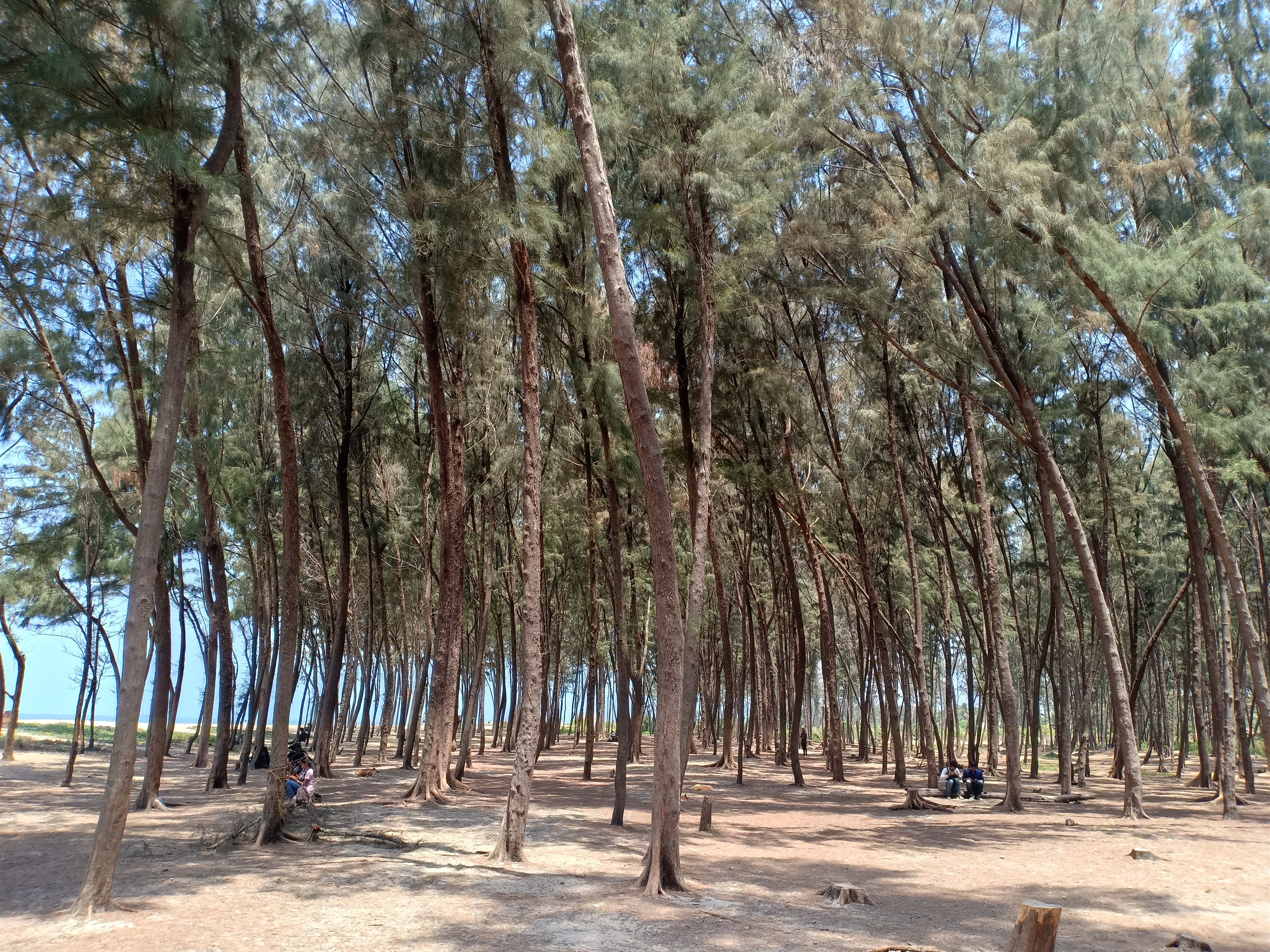 Pine tree view from Sasihithlu Beach