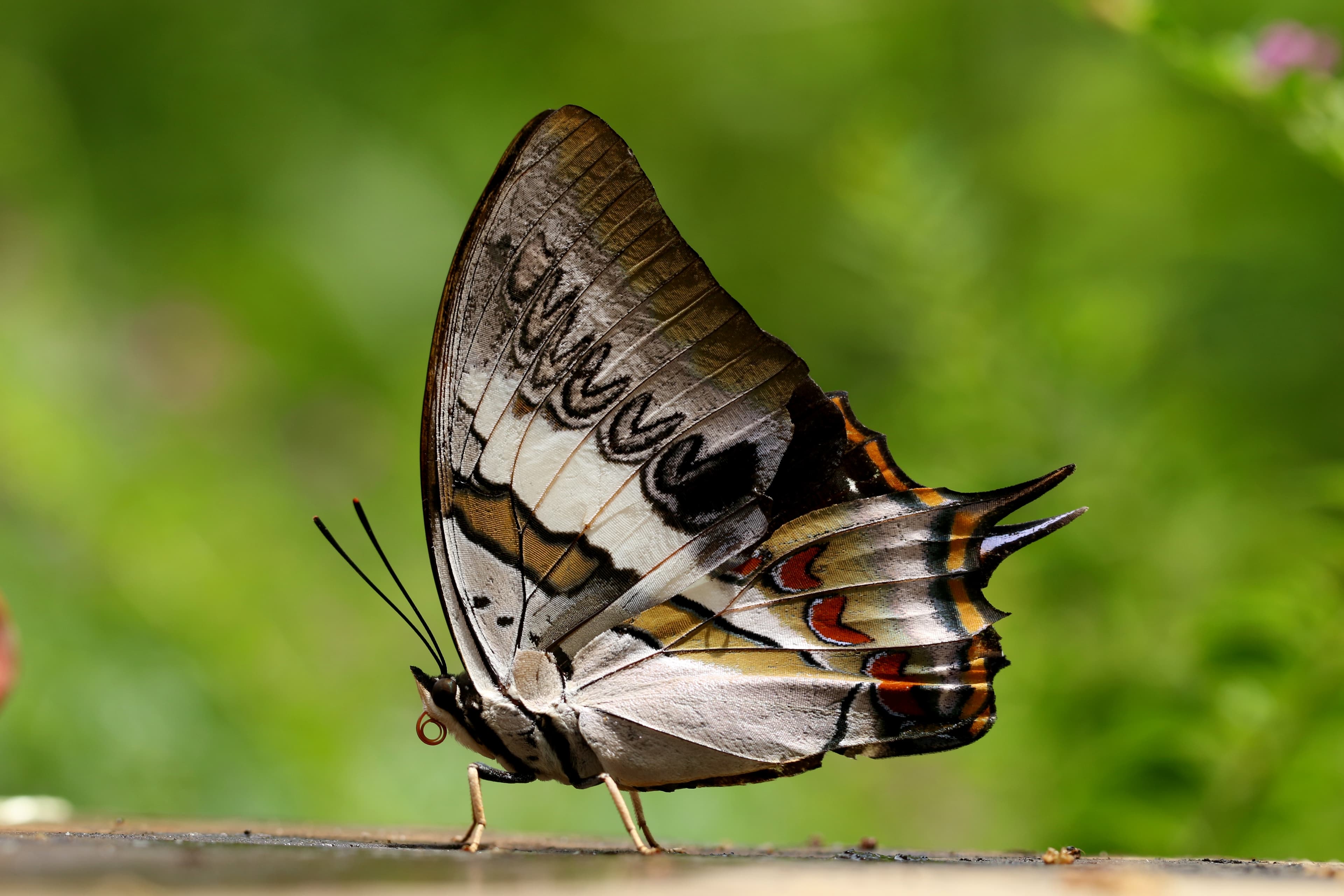 Butterfly in Sammilan Shetty’s Butterfly Park