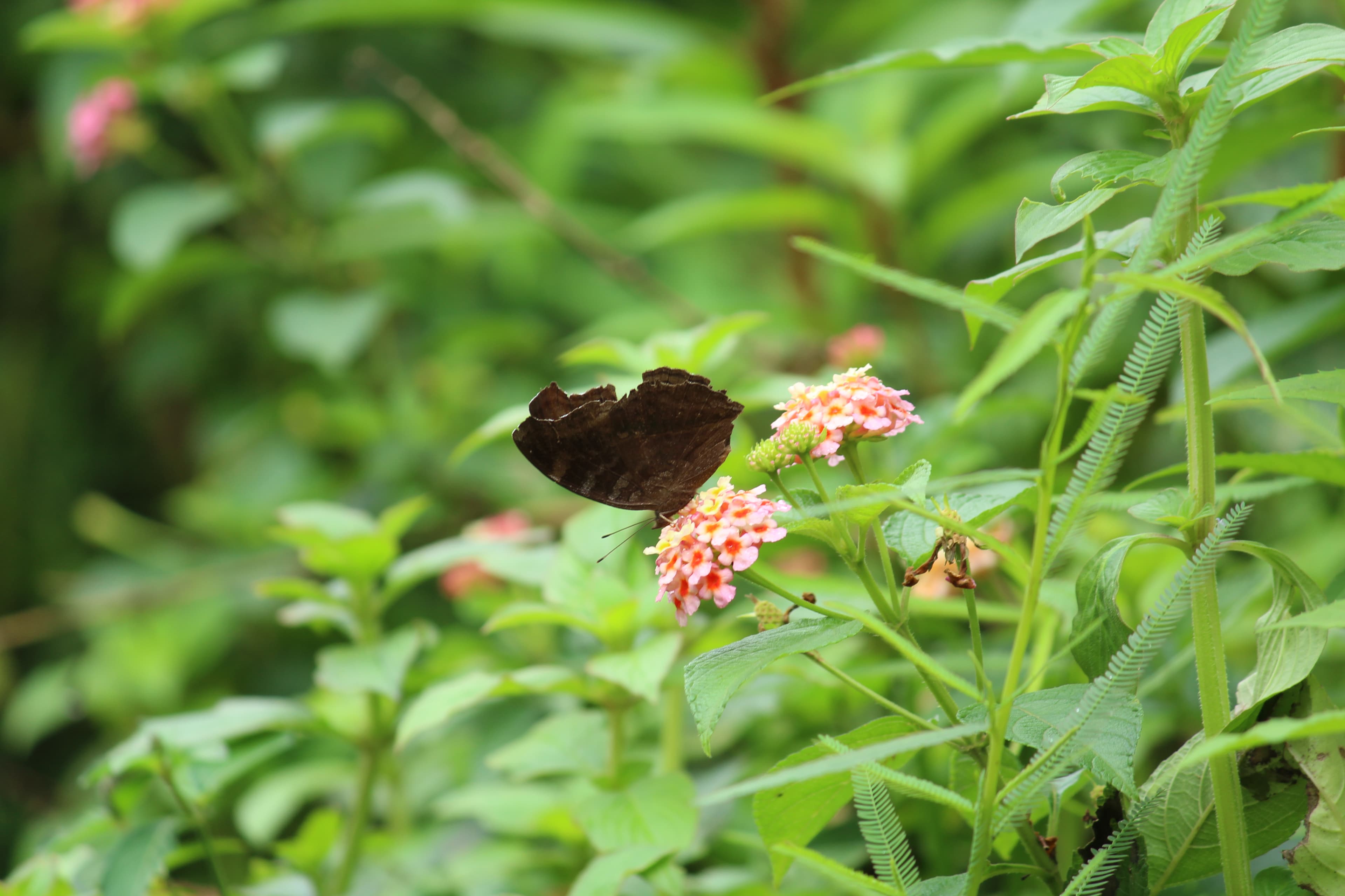 Butterfly sucking the nectar of flowers