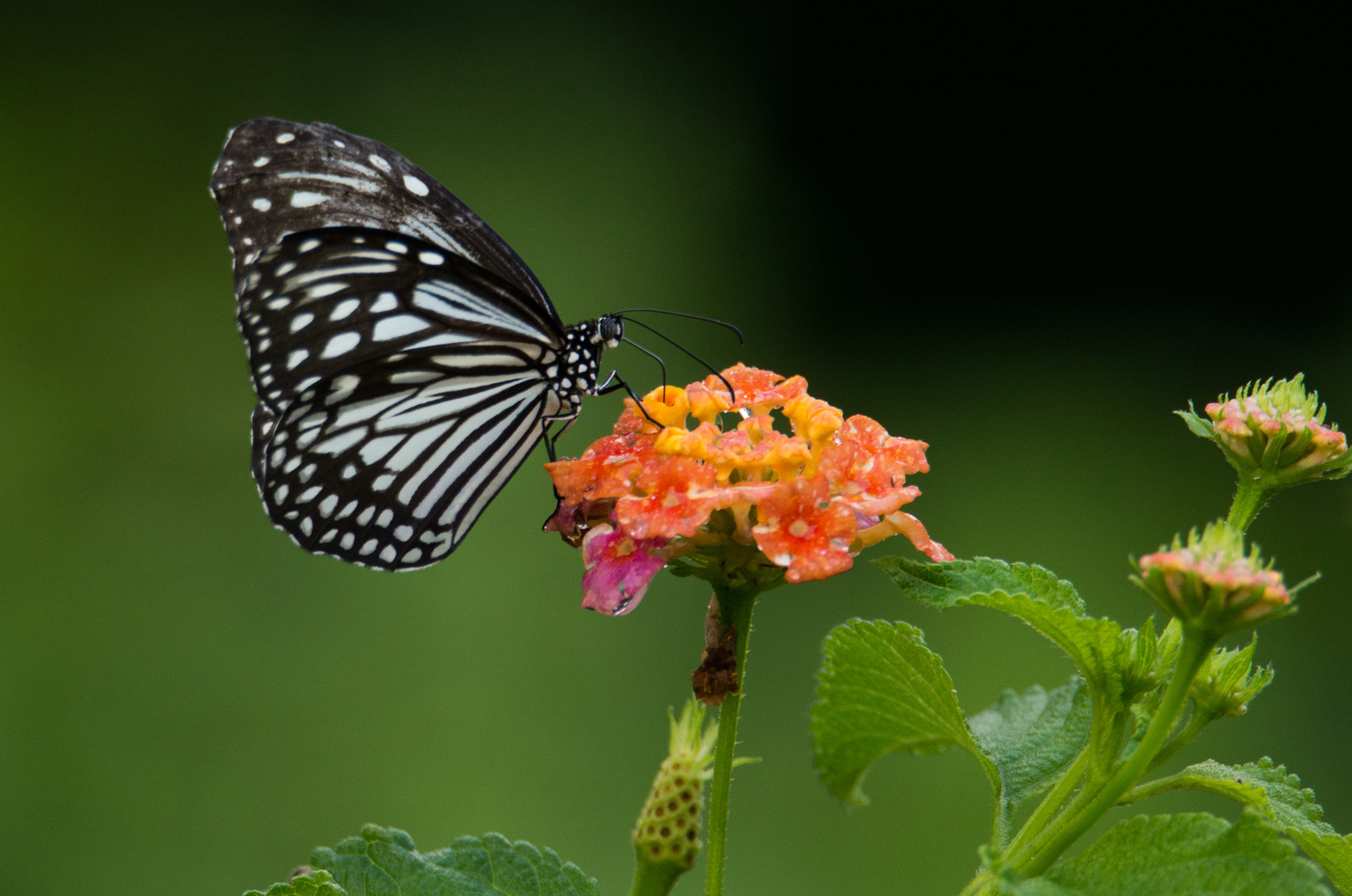 Wild habitat butterfly in Sammilan Shetty’s Butterfly Park