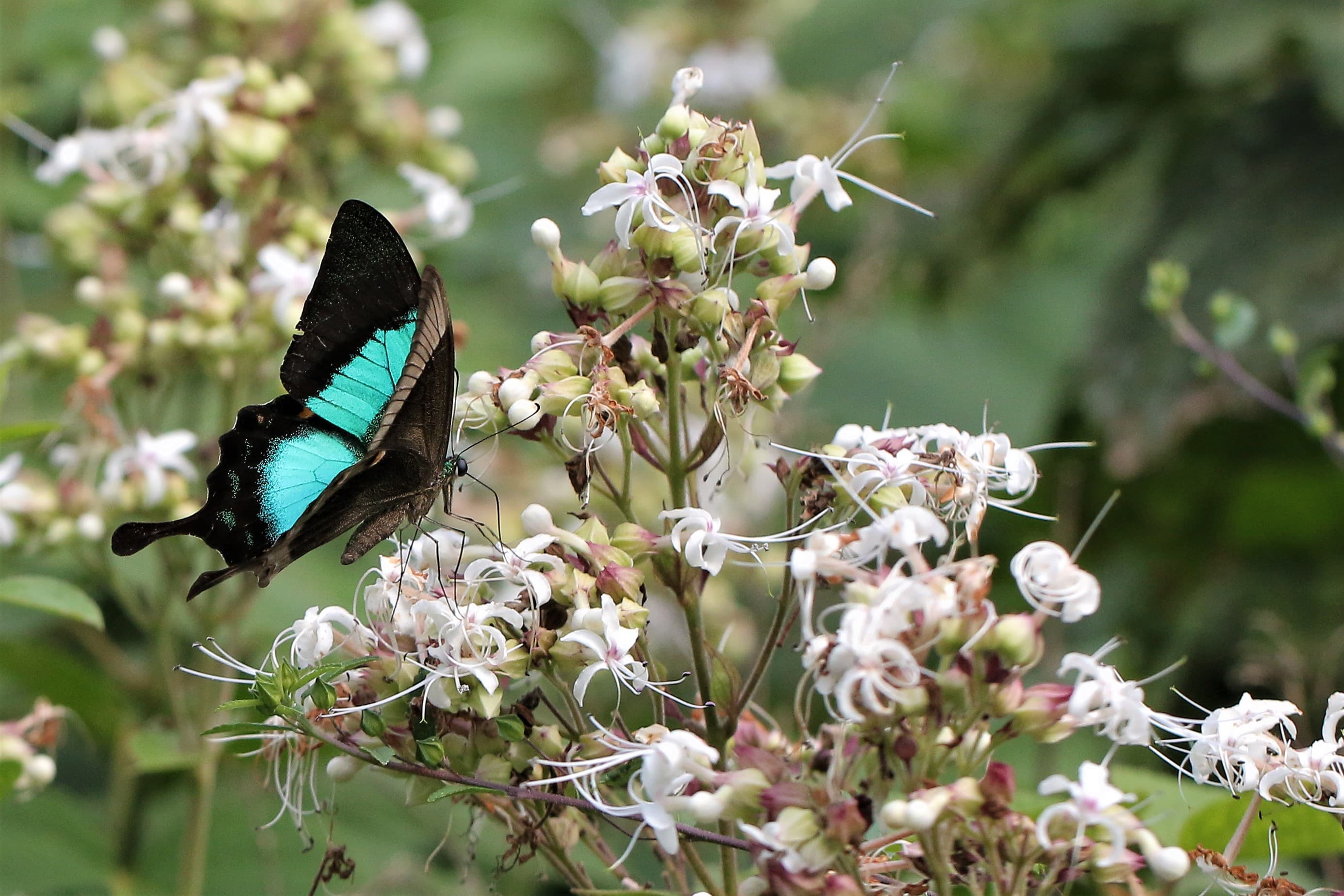 Rare black & blue image of Butterfly Park