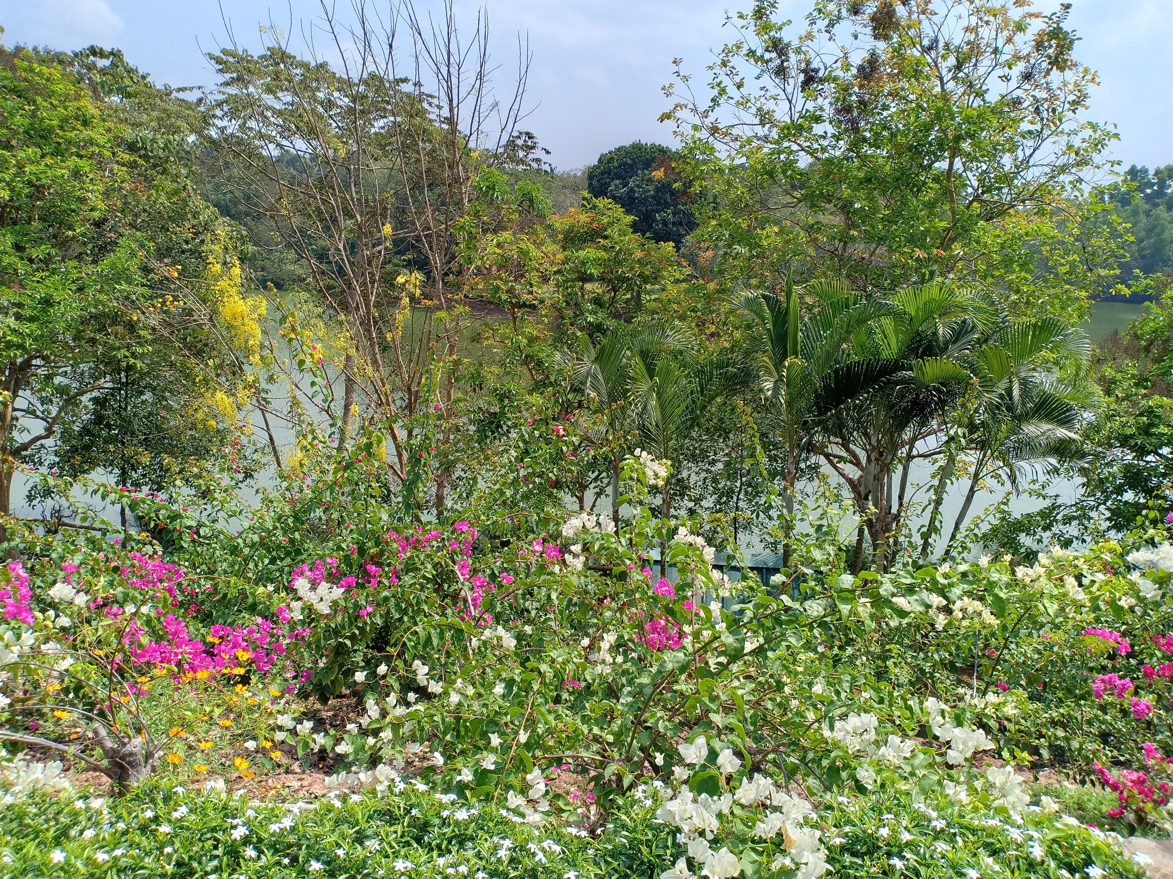 Flowers in Pilikula Nisargadhama