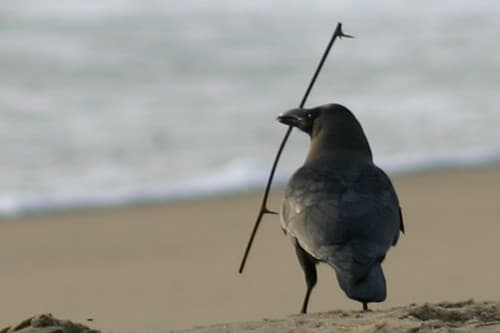 Bird near the shore of Someshwara Beach