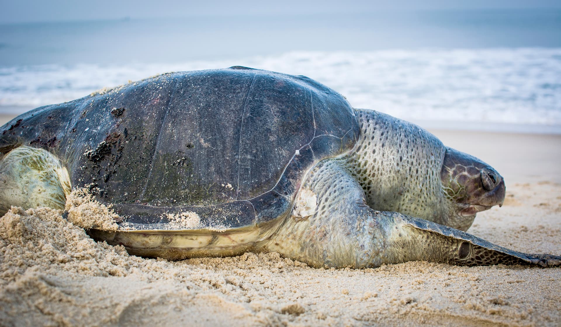 Tortoise near Surathkal Beach