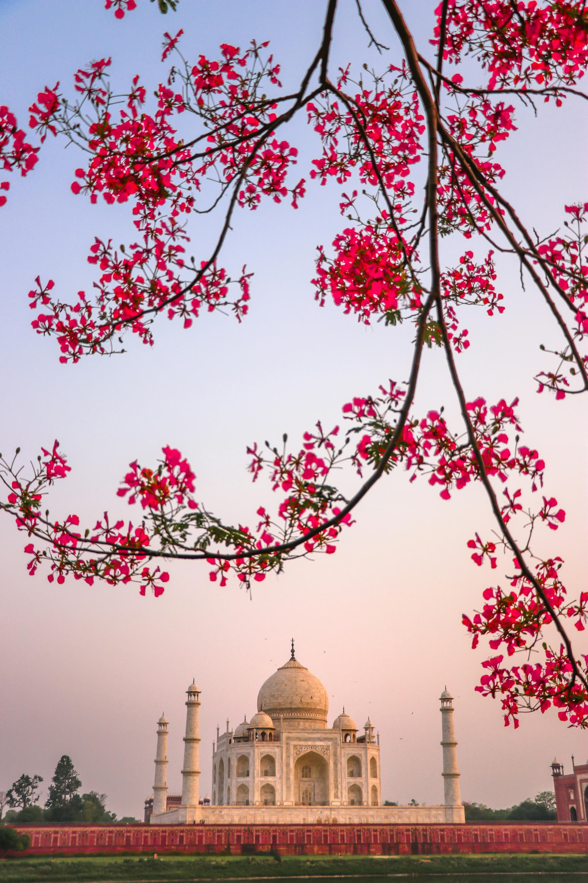 Taj Mahal framed by trees in Mehtab Bagh