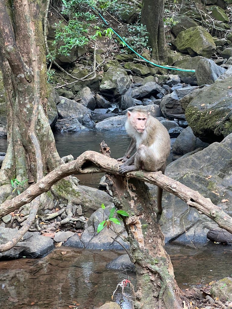 Monkey in Monkey Falls