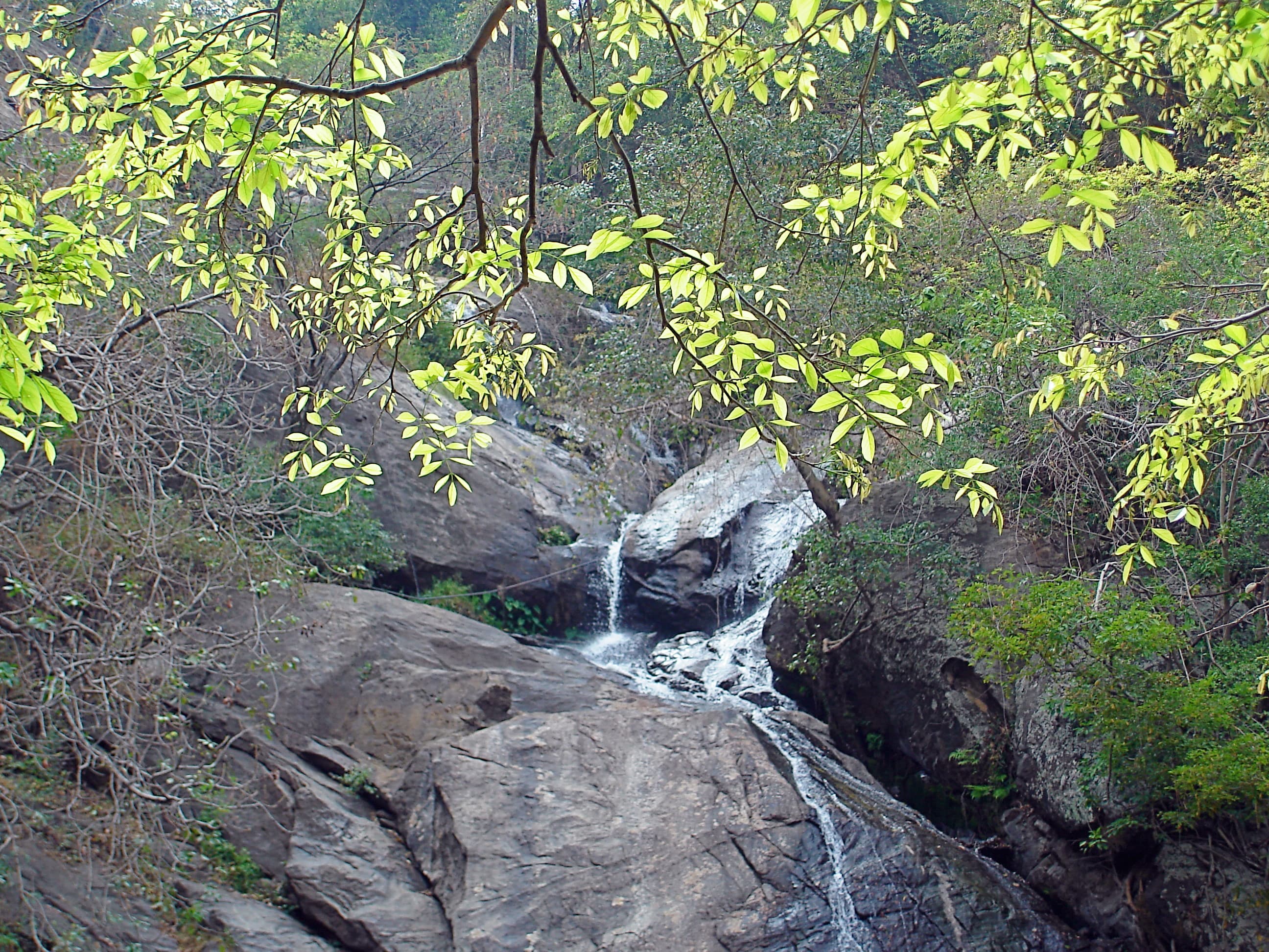 Forest view of Monkey Falls