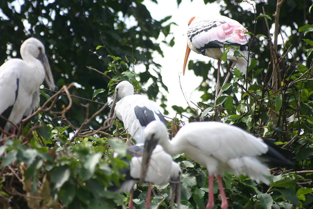 Birds nesting at Ranganathittu Bird Sanctuary