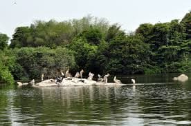 Flora and fauna in Ranganathittu