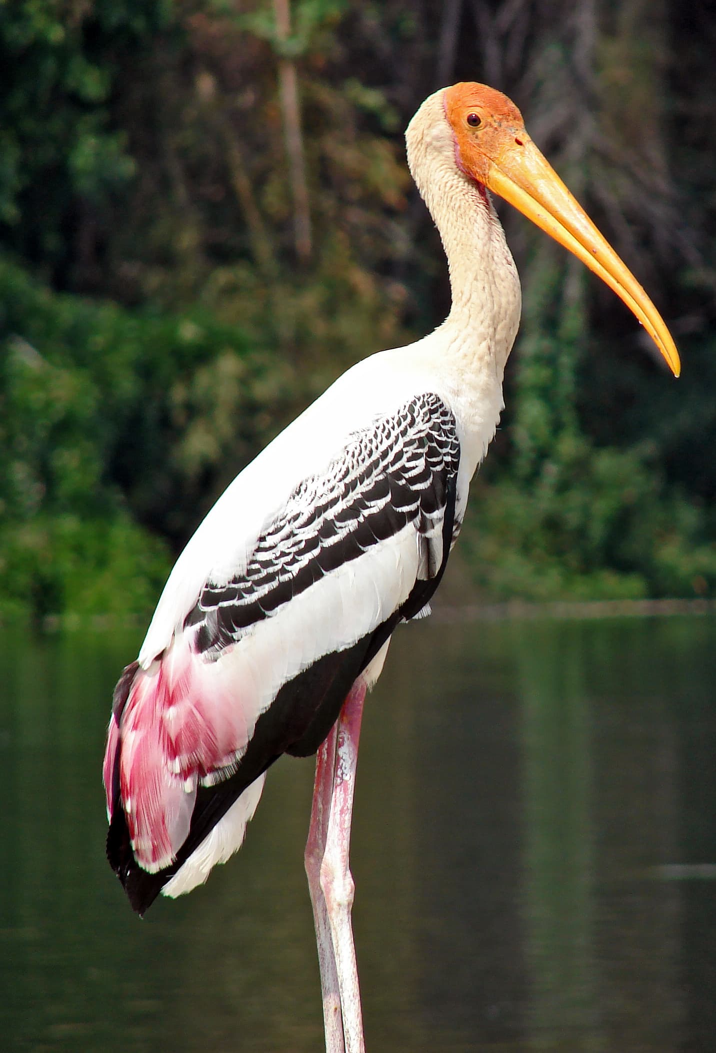 Close-up of birds in Ranganathittu Sanctuary
